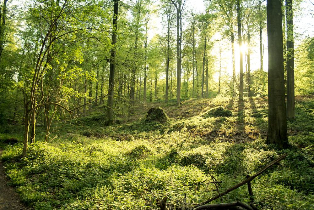 Ansicht vom Wald im Sonnenlicht